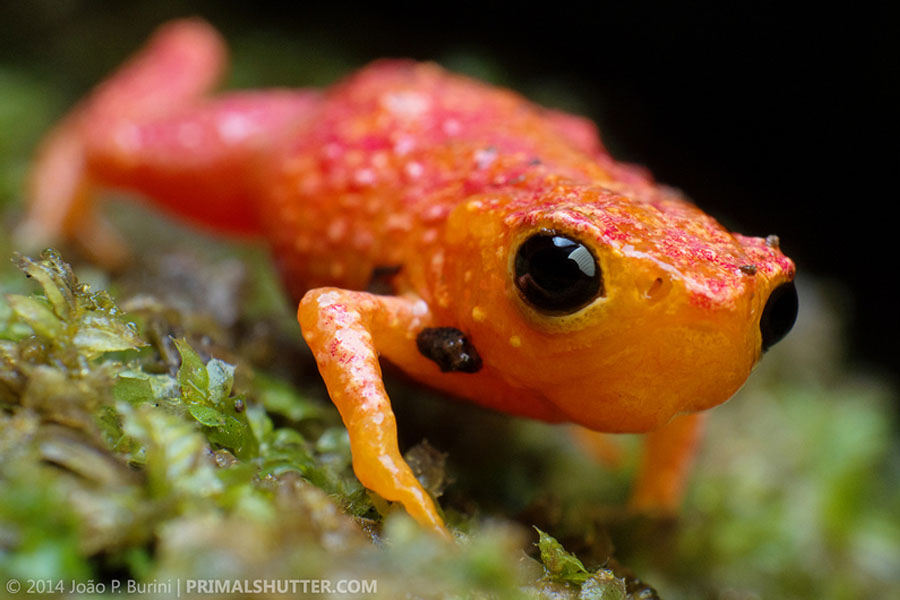 Estas ranas se distinguen por tener colores muy llamativos. Foto: Joao P. Burini