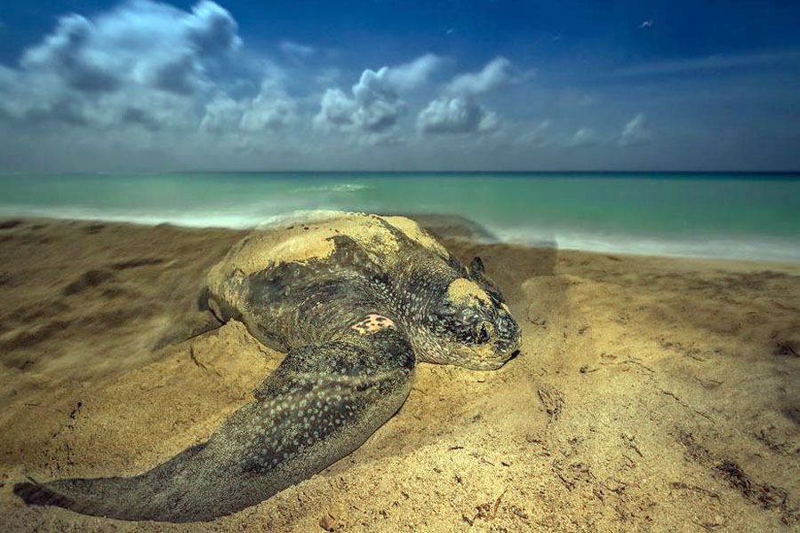 Una tortuga laúd pone sus huevos en el refugio nacional de fauna silvestre de Sandy Point, en St. Croix. FOTO DE BRIAN SKERRY, NAT GEO IMAGE COLLECTION