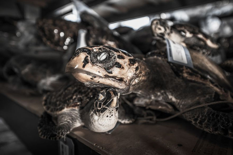 Nearly nine million hawksbill sea turtles were hunted between 1844 and 1992, researchers say. FOTO DE BRITTA JASCHINSKI