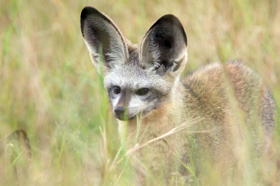 Un zorro de orejas de murciélago se asoma desde la hierba en el Parque Nacional Hwange, Zimbabwe. FOTOGRAFÍA DE ROY TOFT, NAT GEO IMAGE COLLECTION