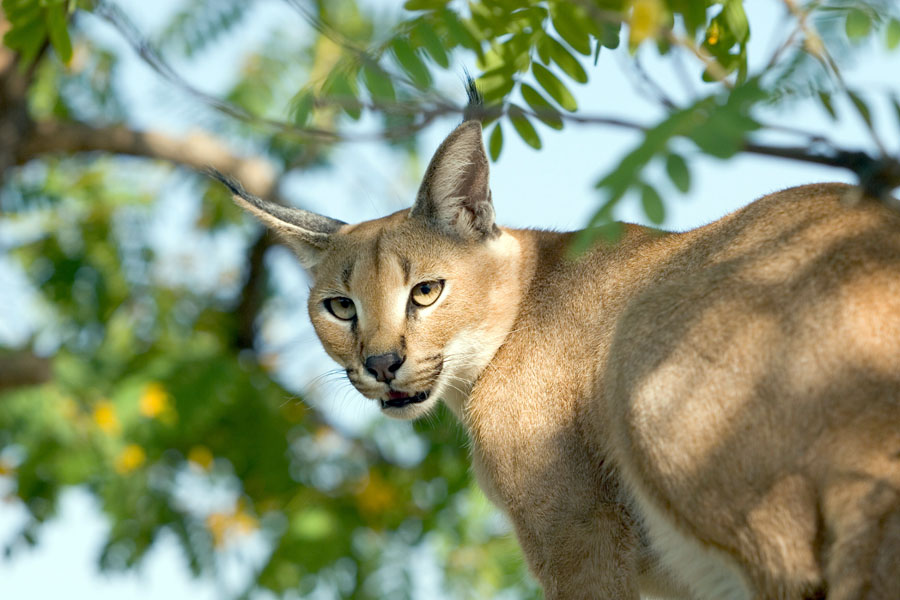 Las orejas del caracal funcionan como satélites de radio, y reaccionan apenas distinguen una presa cercana (en la foto, un animal cautivo en Namibia). FOTOGRAFÍA DE KARINE AIGNER, NAT GEO IMAGE COLLECTION