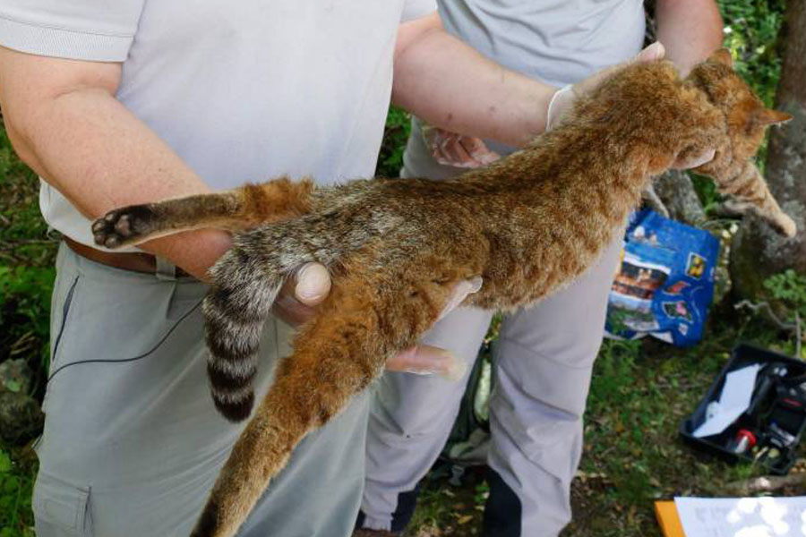 Los empleados de la oficina de flora y caza de Francia Pierre Benedetti (I) y Charles Antoine Cecchini sujetan el ejemplar de la supuesta nueva especie. PASCAL POCHARD-CASABIANCA AFP