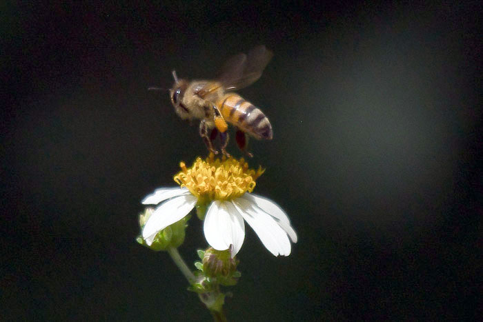 Ante la abeja estas plantas incrementaron la concentración de azúcar en el néctar, aproximadamente en un 20 por ciento. Foto: Martín Zetina, Cuartoscuro