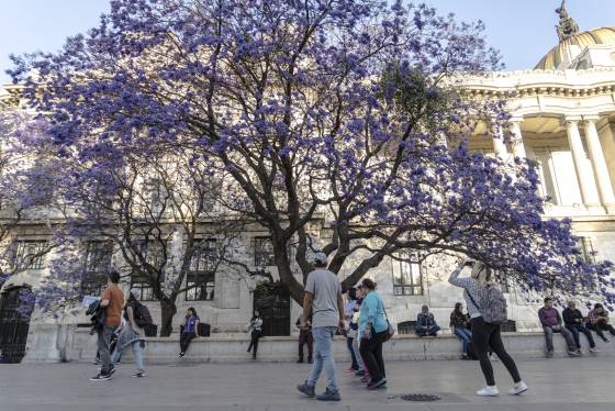 Árbol de jacaranda junto al Palacio de Bellas Artes en Ciudad de México. Gladys Serrano