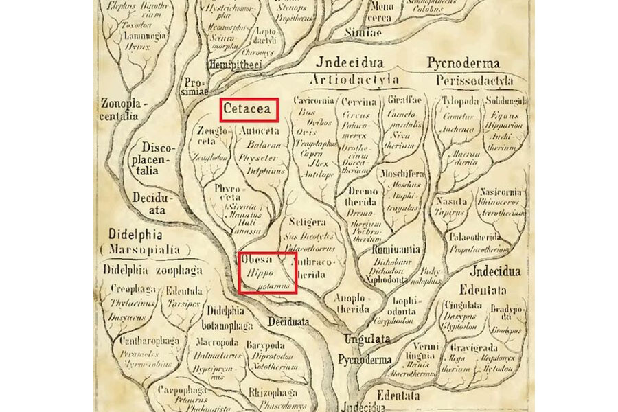 Detalle del árbol evolutivo de los mamíferos que Ernst Haeckel publicó en Generalle Morphologie der Organismen, George Reimer (1866). Véase cómo Haeckel consideraba a los hipopótamos parientes cercanos de las ballenas. Los recuadros en rojo son míos. Imagen: Especial