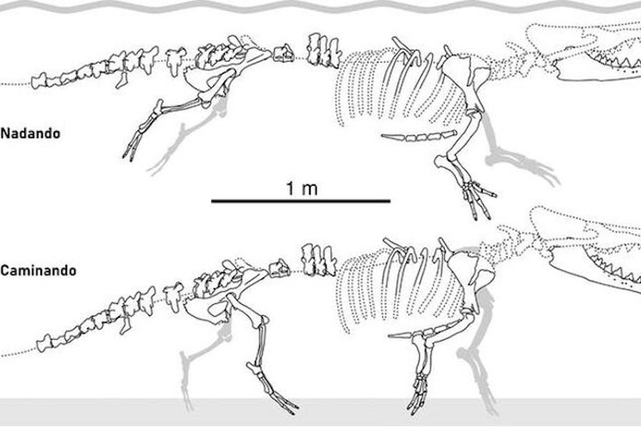 Partes preservadas del esqueleto de Peregocetus pacificus. Ilustración: Tomada de la publicación original de Current Biology.