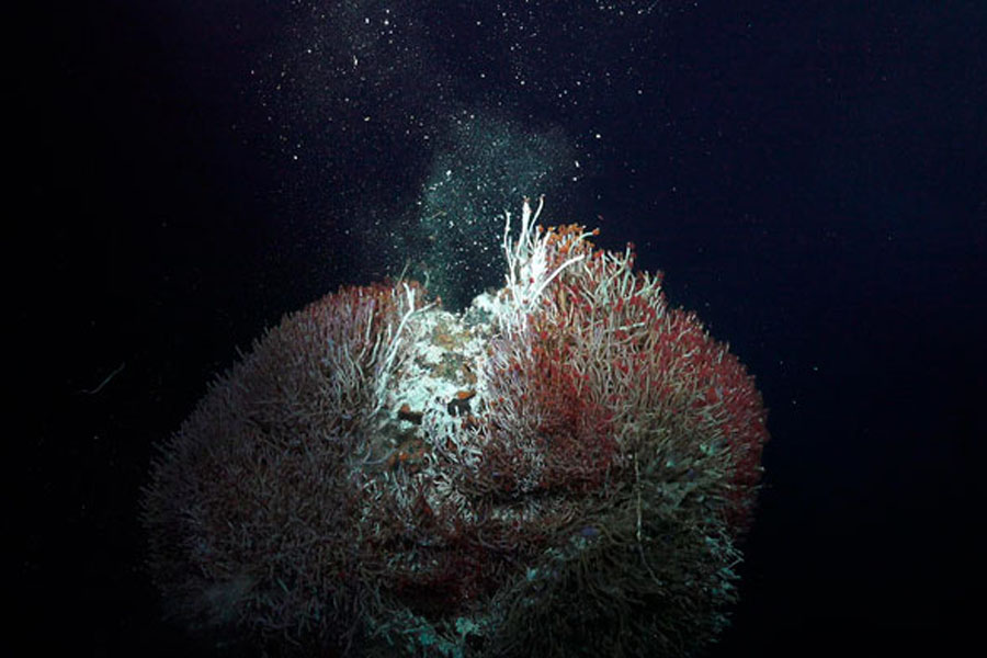 © Schmidt Ocean Institute