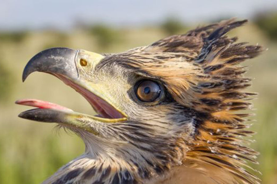 GENTILEZA JOSE SARASOLA Image caption El águila del Chaco, también llamada águila coronada solitaria, es una especie en peligro de extinción, según la Unión Internacional para la Conservación de la Naturaleza.