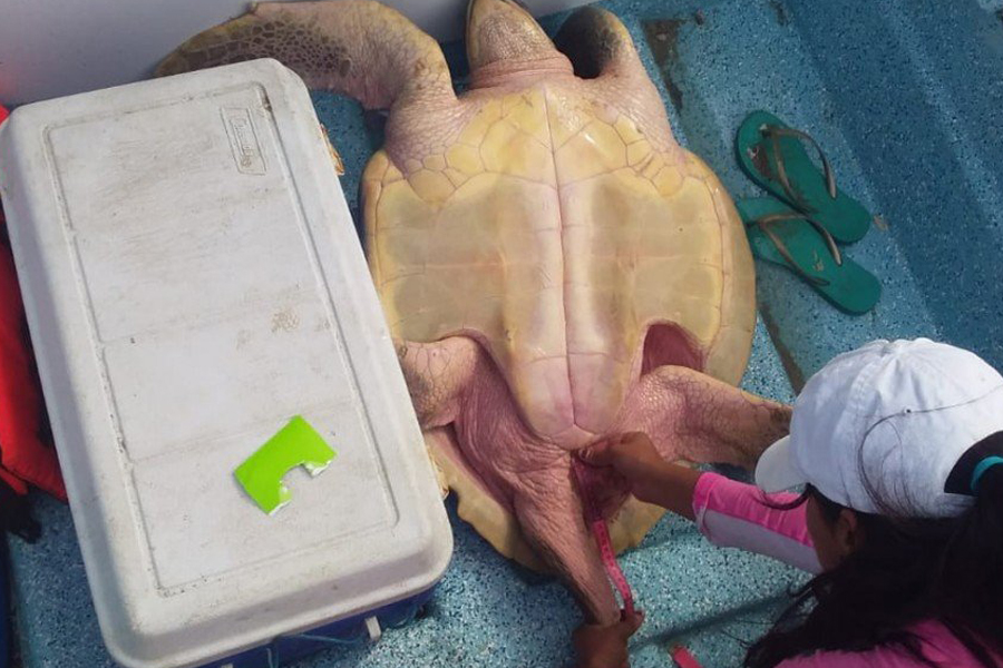 El equipo de investigación recopila información morfométrica de un macho de tortuga golifina. FOTO DE GUSTAVO HINOJOSA ARANGO