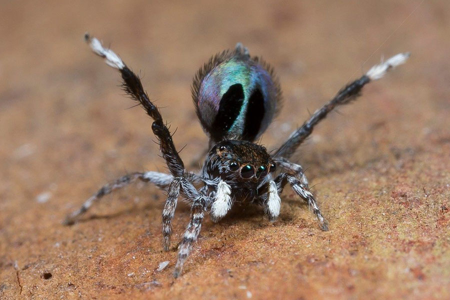 Una araña macho “Maratus chrysomelas” levanta sus patas traseras y expone sus colores. FOTOGRAFÍA DE JURGEN OTTO