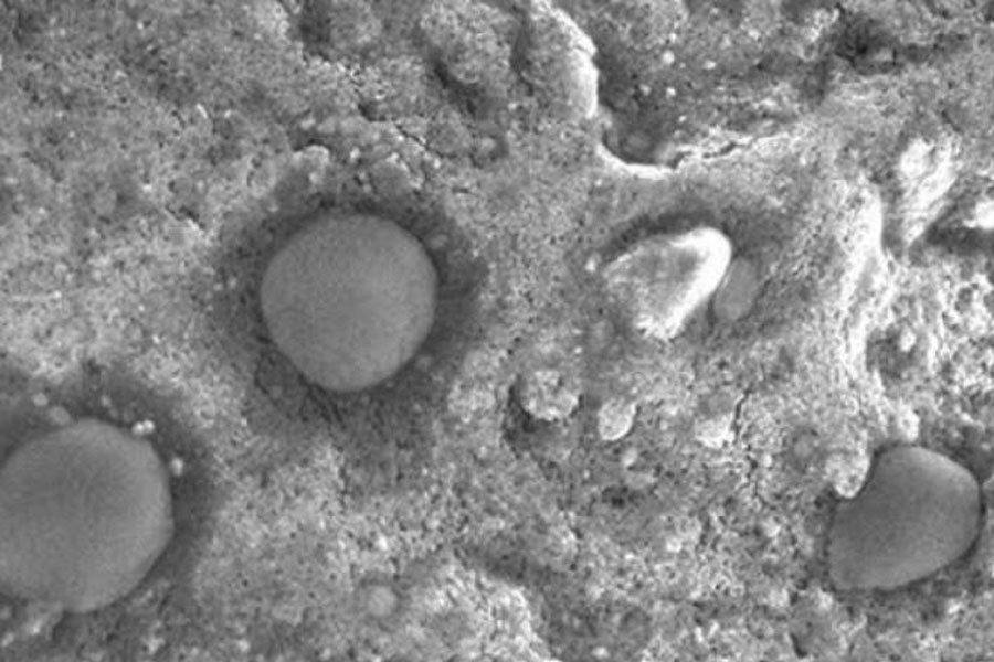 Imagen de microscopio de los microbios esféricos hallados en Dallol. F. G