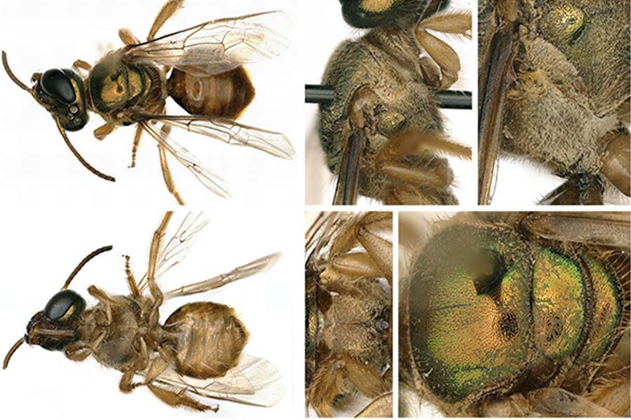 El lado derecho, o el lado femenino, del cuerpo de la abeja era más peludo y tenía una pata trasera más robusta. (Crédito de la imagen: fotos de Chelsey Ritner)