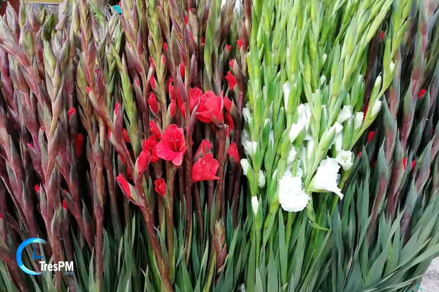 Días muertos para comerciantes de flores en el Edomex