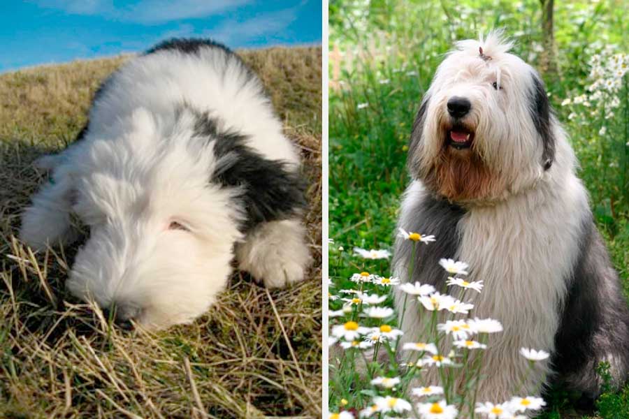 Perro pastor inglés viejo reino unido fotografías e imágenes de