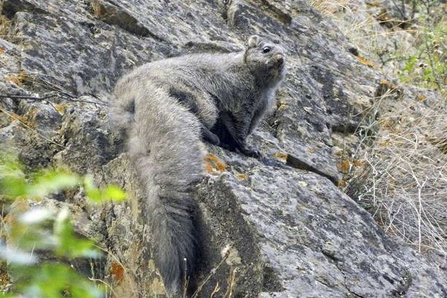 Científicos descubren nuevas especies de ardillas voladoras gigantes en el  Himalaya