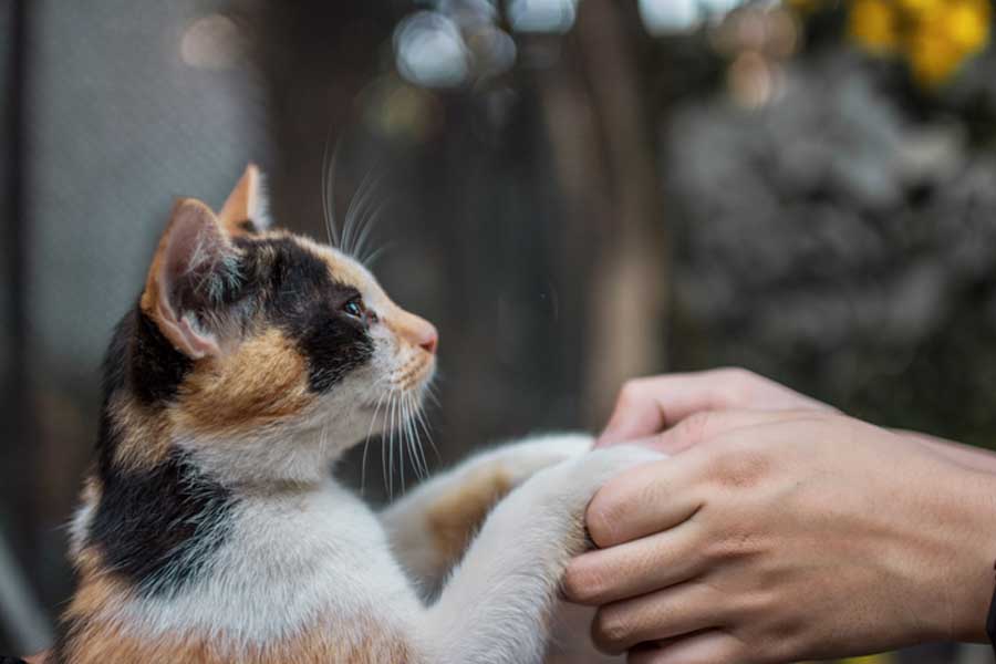 Los 925 gatos domésticos seguidos con GPS para analizar el impacto de estas  mascotas en la fauna local