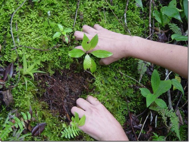 Tu pesebre sin musgo – Ministerio del Ambiente, Agua y Transición Ecológica