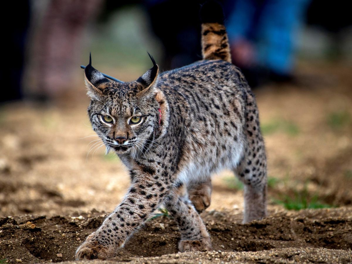 Regresaron a CDMX? Captan lince en el Desierto de Leones