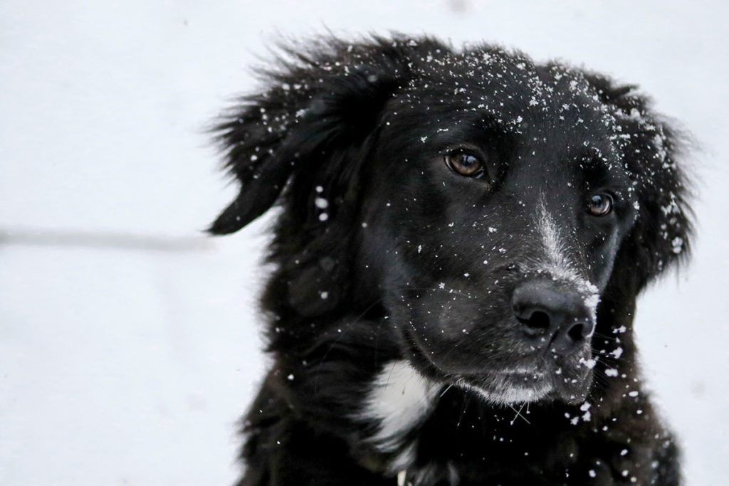 Perro negro, quiltro e ícono: ¿por qué se adoptan menos perros negros? 