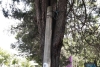 Detienen poste a un árbol