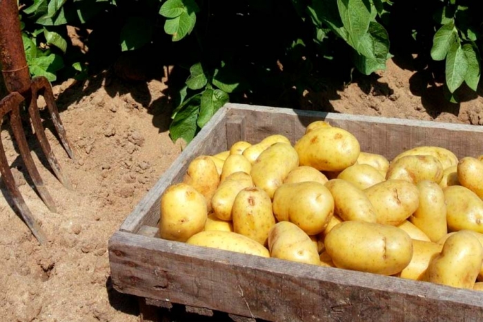 Conoce la papa Bonnotte, el tubérculo más caro del mundo