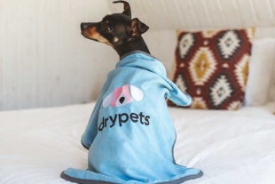“Drypets”: presentan en Madrid la primera línea de ropa inteligente para mascotas