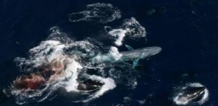 Descubren que las orcas también cazan ballenas azules, los animales más grandes de la tierra