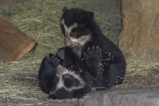 ¡Wow! Nacen un par de mellizos de oso andino en el Zoológico de San Diego