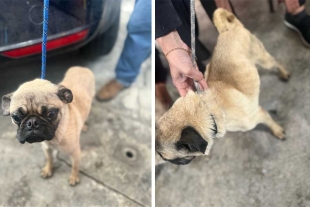 Los caninos quedaron bajo resguardo del Centro de Bienestar Animal de Naucalpan