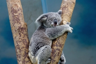 Koala detiene a ciclistas para pedirles agua