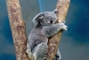 Koala detiene a ciclistas para pedirles agua