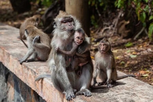 Viruela del mono provoca ataques contra primates en Brasil; OMS lamenta la situación
