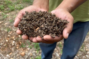 ¡Terrible! Intoxicación masiva de abejas afectó más de 3 mil colmenas en Campeche