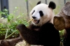 Panda “Xin Xin” cumple 35 años y Chapultepec la festejará con exposición de dibujos