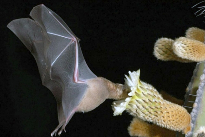 ¿Sabías que los murciélagos ayudan a controlar plagas y a polinizar?