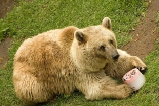 Dan paletas de hielo a animales de “zoos” chilangos