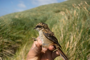 Rayadito subantártico: Hallan en Chile una nueva especie de ave que sobrevive sin árboles