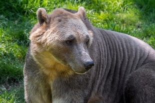 El ‘grolar’: la nueva especie de oso híbrido