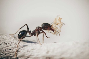El significado espiritual de la presencia de hormigas donde antes no había