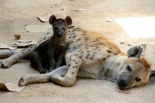 Toxoplasma: parásito que vuelve más valientes a las crías de hienas
