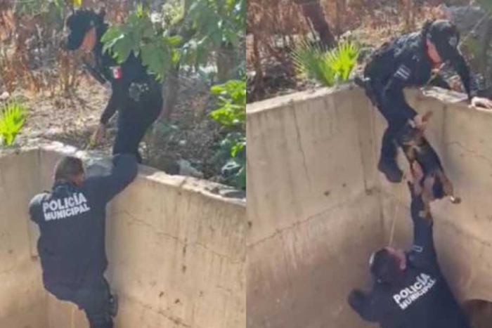 ¡Bravo! Policías de Culiacán rescatan a perrito que llevaba días atrapado en el drenaje