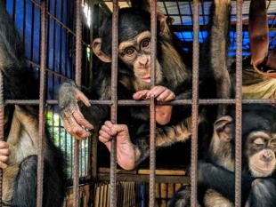 Usan muestras de ADN para identificar a chimpancés víctimas de comercio ilegal