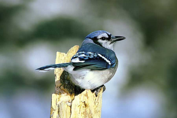 Suelen alimentarse de semillas, frutos, insectos e incluso pequeños vertebrados