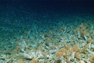 Inmenso, antiguo y puro: descubren un nuevo arrecife de coral en las Islas Galápagos