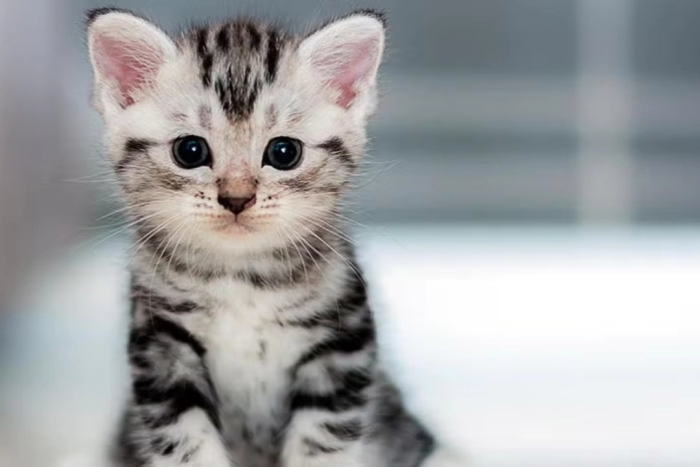 Se trata de “Adopta con Amor”, un innovador programa desarrollado por el municipio de García
