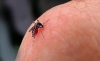 Hallan subregistro de casos de dengue en México