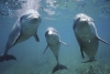 ¡Ah, caray! Delfines del Golfo de México “dan positivo” a fentanilo y otras drogas