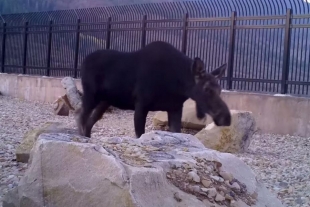 Así funciona el puente para animales más exitoso del mundo