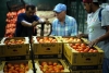 EE. UU. busca frenar exportación de tomate pese a acuerdos comerciales
