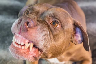 Esta trágica situación desencadenó una serie de acciones legales contra los dueños de los Pitbull